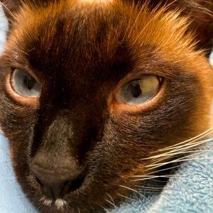 Meet your Posher, Adel